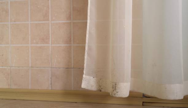 Best Water Damage & Mold Remediation  in Rice, MN