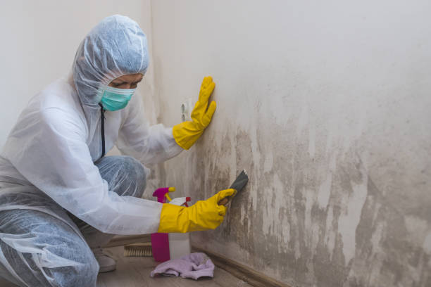 Best Real Estate Mold Inspection  in Rice, MN