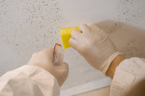 Best Basement Mold Removal  in Rice, MN