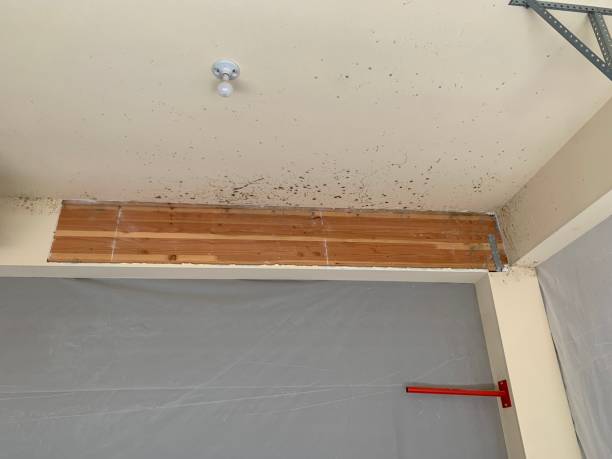 Best Industrial Mold Remediation  in Rice, MN