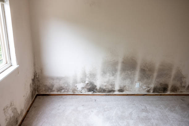 Reliable Rice, MN Mold Removal Solutions